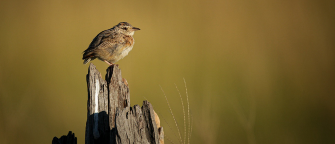 Machaba Kiri Camp Wildlife Sightings February 2026 Rufous Necked Lark Without Tailfeathers