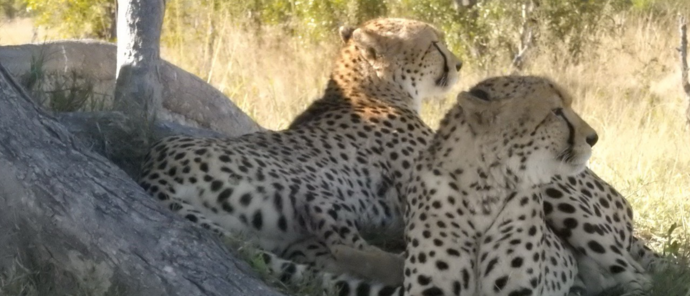 Machaba Verneys Camp Wildlife Sightings August 2026 Cheetah Pair