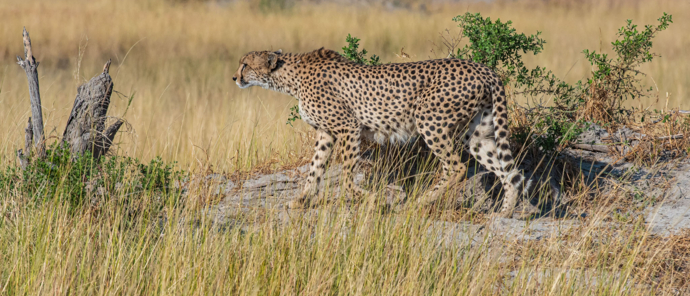 Mike Myers Kiri Camp Cheetah Mike Myers Kiri Camp Cheetah