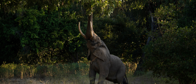 Elephant reaching for top branches Elephant reaching for top branches