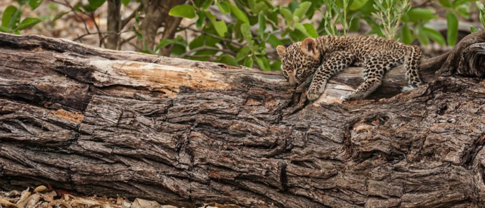 Machaba Camp Wildlife Sightings January 2025 Leopard Cub Machaba Camp Wildlife Sightings January 2025 Leopard Cub