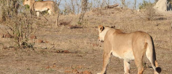 Machaba Verneys Camp Wildlife Sightings July 2025 Two Lioness Walking Nearby Verneys Machaba Verneys Camp Wildlife Sightings July 2025 Two Lioness Walking Nearby Verneys