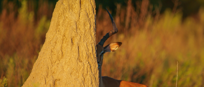 Machaba Kiri Camp Wildlife Sightings February 2026 Impala At Dusk