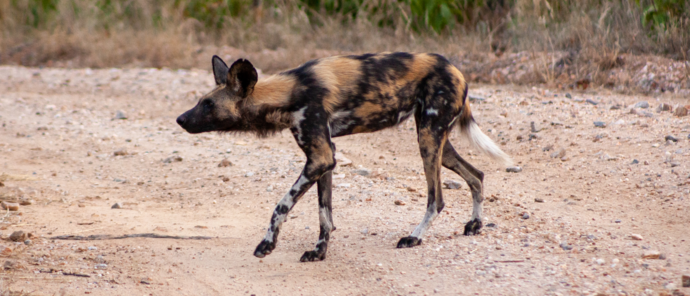 Machaba Deteema Springs Camp Wildlife Sightings July 2026 African Wild Dog Near Camp