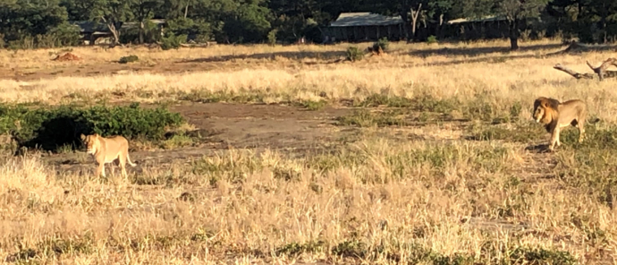 Verneys Zimbabwe May Wildlife Sighting Report Camp Verneys Zimbabwe May Wildlife Sighting Report Camp