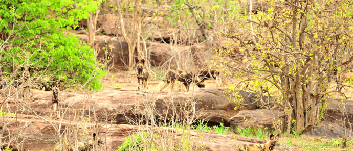 Zimbabwe Hwange National Park Deteema Wild Dogs Zimbabwe Hwange National Park Deteema Wild Dogs