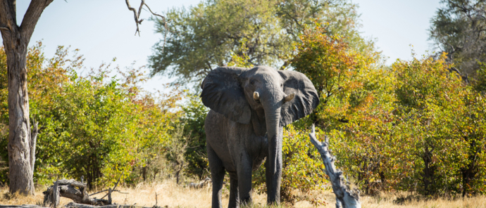 Machaba Camp Botswana Wildlife Stories May 2022 Elephant Drinks At Waterhole Machaba Camp Botswana Wildlife Stories May 2022 Elephant Drinks At Waterhole