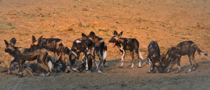 Machaba Safaris Ingwe Pan Camp Wild Dog Machaba Safaris Ingwe Pan Camp Wild Dog