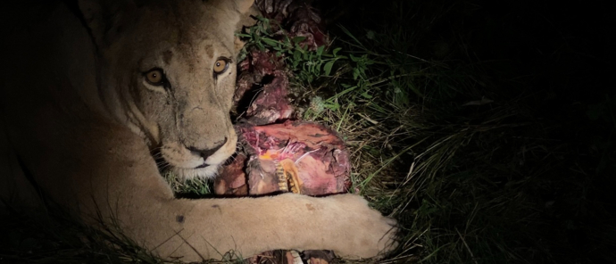 Lion With Kill.jpg Lion With Kill.jpg