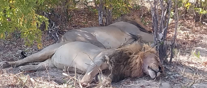 Lions In Shade.jpg Lions In Shade.jpg