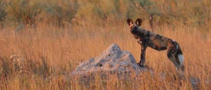 Wild Dog At Kiri Camp.jpg Wild Dog At Kiri Camp.jpg