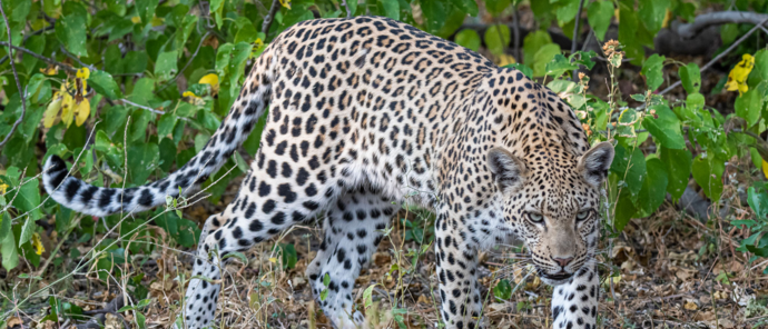 Machaba Kiri Camp Wildlife Sightings January 2026 Leopard Near Kiri Camp