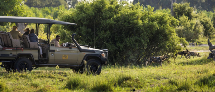 Machaba Safaris Okavango Delta Wild Dog Game Drive Wet Season