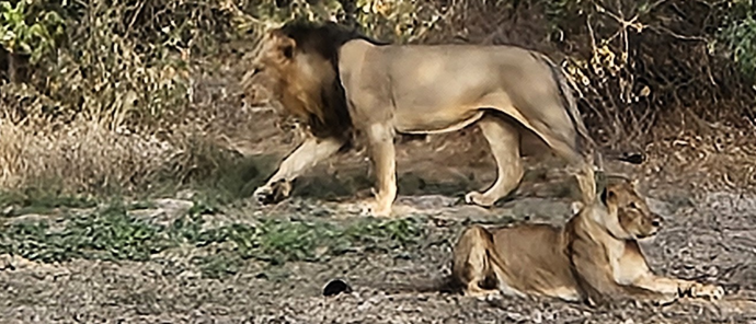 Machaba Ingwe Pan Camp Wildlife Sightings July 2026 Lion And Lioness In Mana Pools
