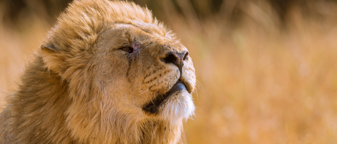 Botswana Machaba Camp Sightings September 2021 Lion Botswana Machaba Camp Sightings September 2021 Lion