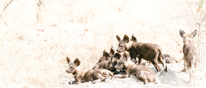 Botswana Gomoti Camp Wild Dog Pups Botswana Gomoti Camp Wild Dog Pups