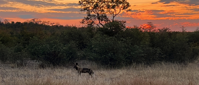Machaba Safaris Zimbabwe Deteema Stories Wild Dog With Sunset Machaba Safaris Zimbabwe Deteema Stories Wild Dog With Sunset