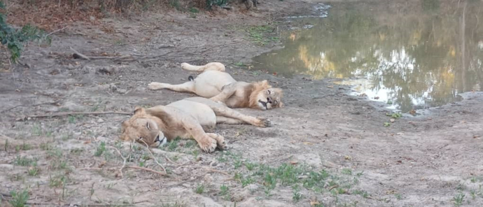 Machaba Ingwe Pan Camp Wildlife Sightings May 2025 Lions Resting Near A Watering Hole Machaba Ingwe Pan Camp Wildlife Sightings May 2025 Lions Resting Near A Watering Hole