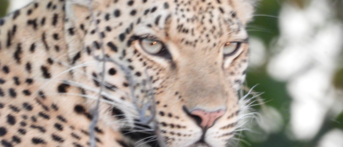 Machaba Kiri Camp Wildlife Sightings June 2026 Leopard In The Okavango