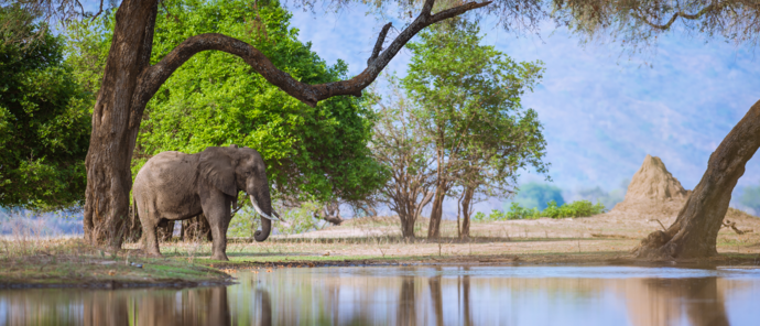 Machaba Mana River Camp Wildlife Sightings June 2026 Elephant Roaming Mana Pools Forest
