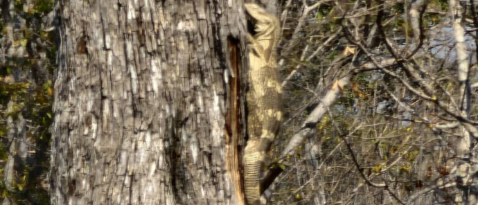 Machaba Ingwe Pan Camp Wildlife Sightings August 2026 Water Monitor Lizard Climbing A Tree