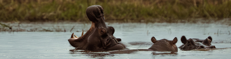 Machaba Web Botswana Gomoi Private Experience Hippos
