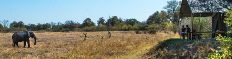 Machaba Web Botswana Little Machaba Wildlife Viewing From Tent Machaba Web Botswana Little Machaba Wildlife Viewing From Tent