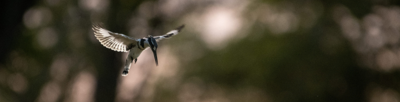 Machaba Zimbabwe Ingwe Experiences Birding Pied Kingfisher