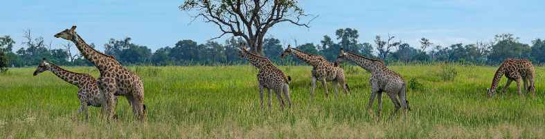 Machaba Safaris Web Kiri Camp Gallery Activities Game Drive Giraffes