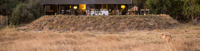 Machaba Botswana Okavango Delta Little Machaba Gallery Camp Lion Camp