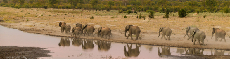 Machaba Zimbabwe Deteema Experiences Wildlife Sighting Elephants At River