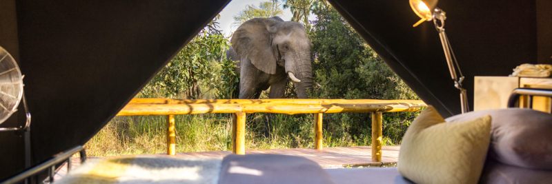 Machaba Web Safari Camps Lodges Gallery Gomoti Camp Wildlife Machaba Web Safari Camps Lodges Gallery Gomoti Camp Wildlife