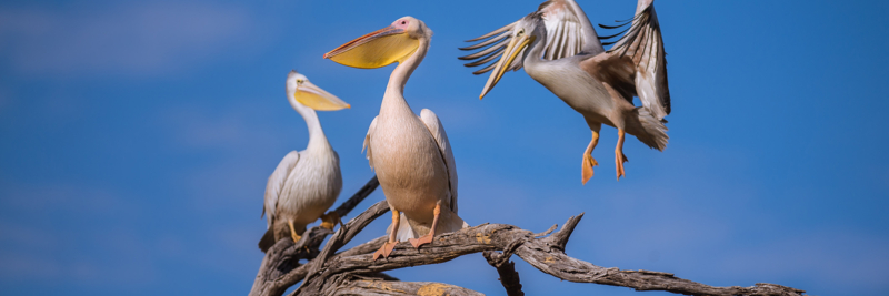 Machaba Web Activity Boating Birds Pelicans Machaba Web Activity Boating Birds Pelicans