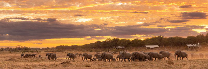 Machaba Zimbabwe Hwange Destination Verneys Elephant Herd Sunset Machaba Zimbabwe Hwange Destination Verneys Elephant Herd Sunset