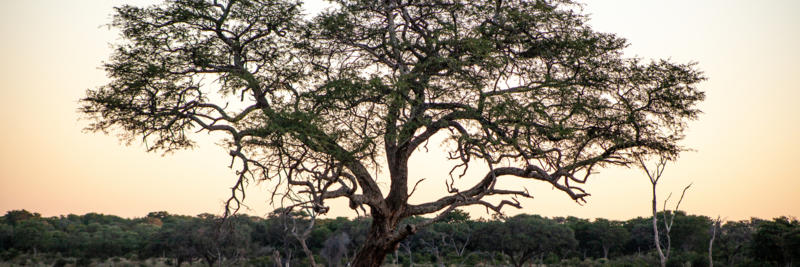 Machaba Verneys Experience Safari Mvr 004 Machaba Verneys Experience Safari Mvr 004