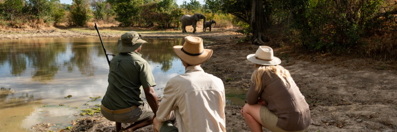 Machaba Web Experience Wildlife Walking Safari Spotting Elephant Machaba Web Experience Wildlife Walking Safari Spotting Elephant