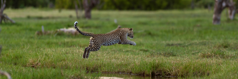 Machaba Web Botswana Okavango Delta Leopard Machaba Web Botswana Okavango Delta Leopard