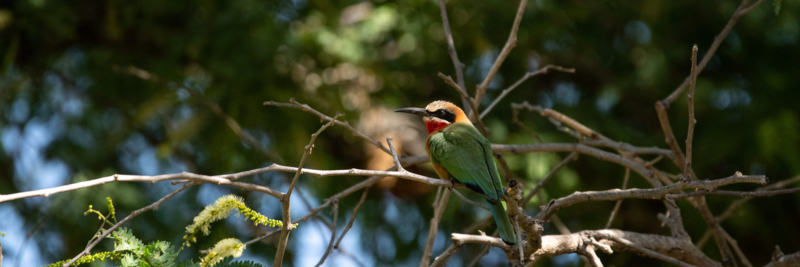 Machaba Web Experience Activities Birding Bee Eater Machaba Web Experience Activities Birding Bee Eater