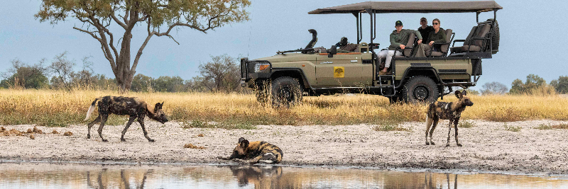 Machaba Web Experience Wildlife Game Drive Wild Dogs