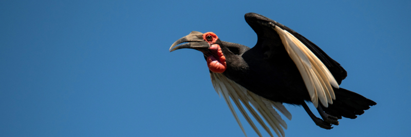 Machaba Web Zimbabwe Mana Pools Wildlife Ground Hornbill Machaba Web Zimbabwe Mana Pools Wildlife Ground Hornbill