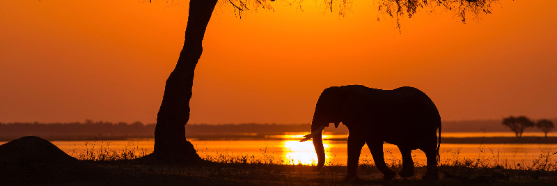 Machaba Web Experience Activities Night Safari Elephant Machaba Web Experience Activities Night Safari Elephant