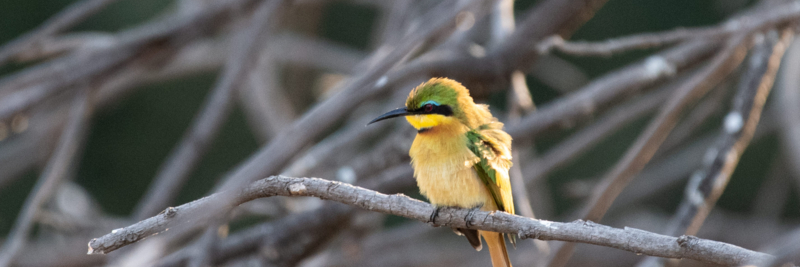 Machaba Web Zimbabwe Mana Pools Wildlife Bee Eater Machaba Web Zimbabwe Mana Pools Wildlife Bee Eater