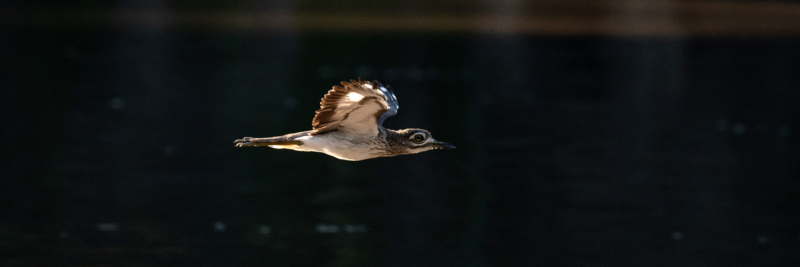 Machaba Web Experience Activities Birding Water Thicknee Machaba Web Experience Activities Birding Water Thicknee