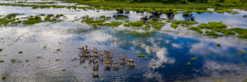 Machaba Web Botswana Okavango Delta Impala Machaba Web Botswana Okavango Delta Impala