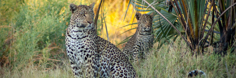 Web Machaba Safaris Secret Season Wildlife Leopard And Cub Web Machaba Safaris Secret Season Wildlife Leopard And Cub