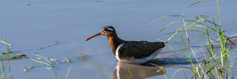 Machaba Web Activity Canoeing Birding Wader