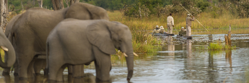 Machaba Web Experience Mokoro Elephants Drinking Water