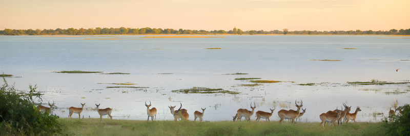 Machaba Web Botswana Chobe Wildlife Waterbuck