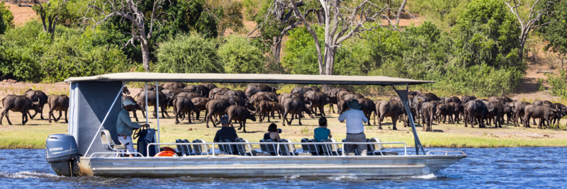 Machaba Web Botswana Chobe Gallery Wildlife Buffalo Boat