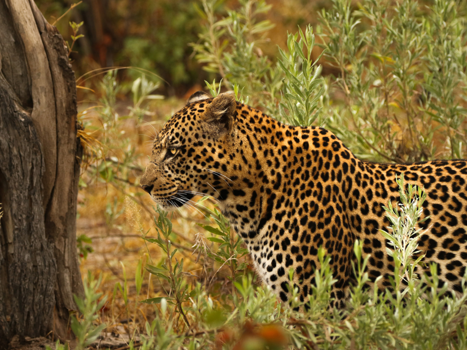 Machaba Web Home Gallery Wildlife Leopard Machaba Web Home Gallery Wildlife Leopard